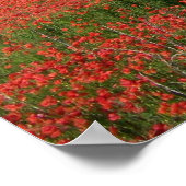 Hochzeitsfoto auf einem Feld roter Mohnblumen Poster (Ecke)