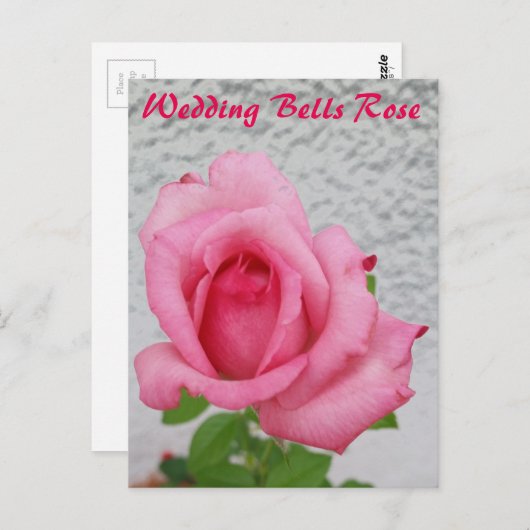 Hochzeitsglocken Rose Blume - Postkarte für Schnec (Vorne/Hinten)