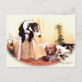 Hochzeitshunde Postkarte