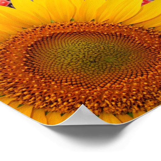 Hochzeitskarte für Sonnenblumen | 35 x 35 Zoll. Gr Poster (Ecke)