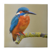 Hockender Eisvogel Fliese (Vorderseite)