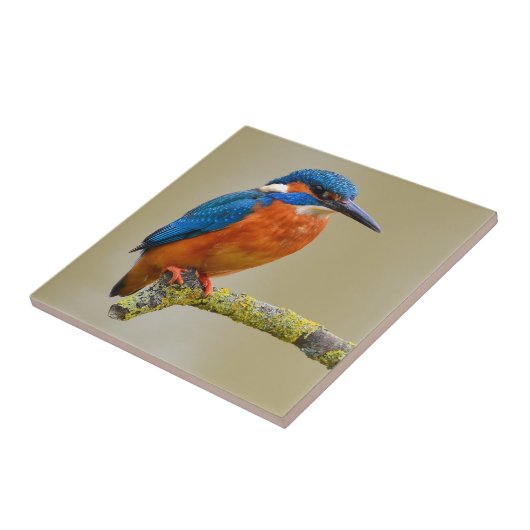 Hockender Eisvogel Fliese (Seite)