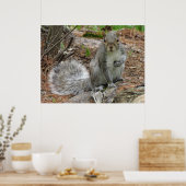 Hockendes Eichhörnchen Poster (Küche)