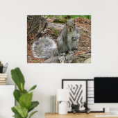 Hockendes Eichhörnchen Poster (Heimbüro)