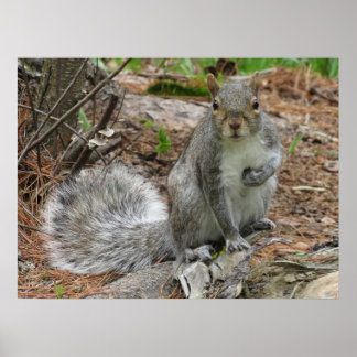 Hockendes Eichhörnchen Poster