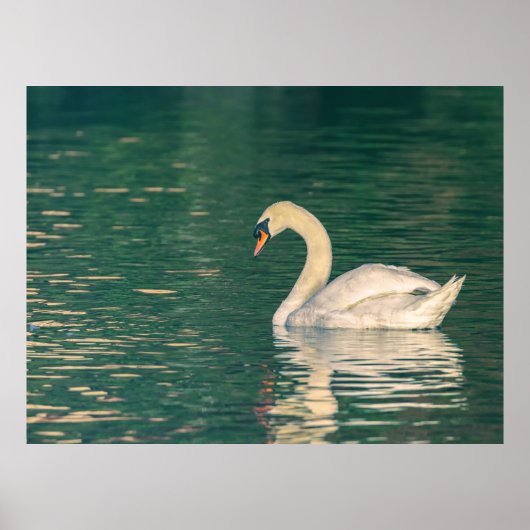 Höckerschwan Poster (Vorne)