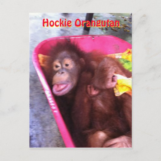Hockie Orangutan - ein Mädchen mit besonderen Bedü Postkarte (Vorderseite)