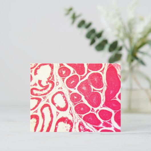 Hoden Zellen unter dem Mikroskop Postkarte (Stehend Vorderseite)