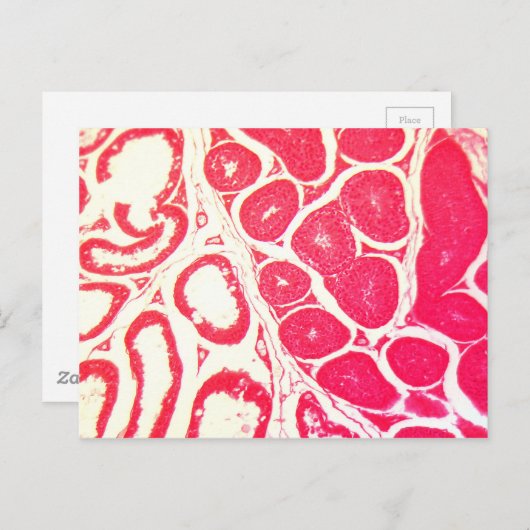 Hoden Zellen unter dem Mikroskop Postkarte (Vorne/Hinten)
