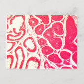 Hoden Zellen unter dem Mikroskop Postkarte (Vorderseite)