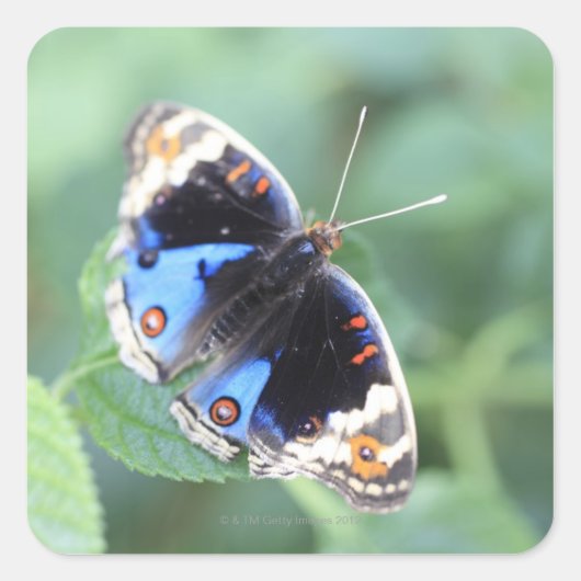 Hodokubo, Hino, Tokio, Japan 4 Quadratischer Aufkleber (Vorderseite)