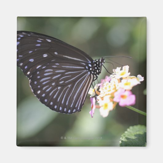 Hodokubo, Hino, Tokio, Japan 5 Magnet (Vorne)