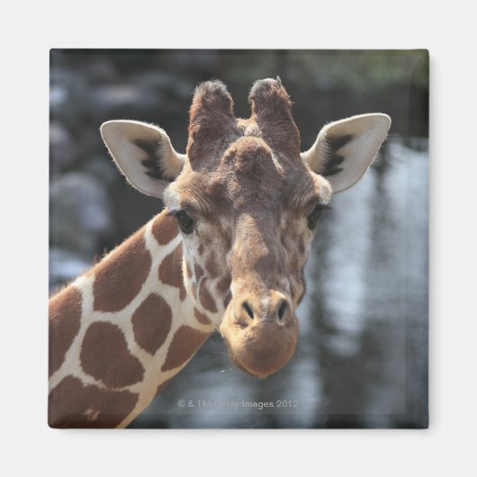 Hodokubo, Hino, Tokio, Japan 6 Magnet (Vorne)