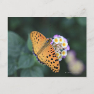 Hodokubo, Hino, Tokio, Japan Postkarte