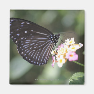 Hodokubo, Hino, Tokyo, Japan 5 Magnet