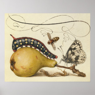 Hoefnagel Vintage Birne & Insekten 1500er Renaissa Poster