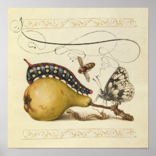 Hoefnagel Vintage Birne & Insekten 1500er Renaissa Poster