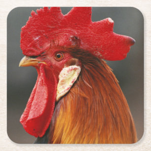 Hof-inländischer Hahn Rechteckiger Pappuntersetzer