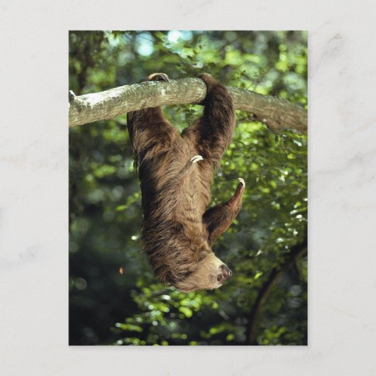 Hoffmanns doppelzackige Faulheit Postkarte (Vorderseite)