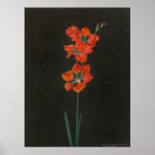 Hoffmanns Lelie-Blume Poster (Vorne)