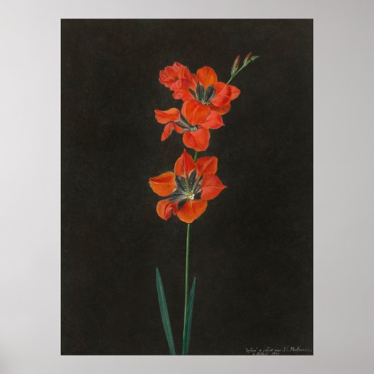 Hoffmanns Lelie-Blumen Poster (Vorne)