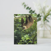 Hoffmanns zwei-toed Trägheit Postkarte (Stehend Vorderseite)