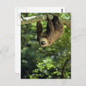 Hoffmanns zwei-toed Trägheit Postkarte (Vorne/Hinten)