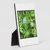 Hoffnung Fotoplatte (Seite)