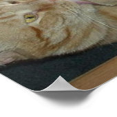 Hoffnung und Wandel Orange Tabby Cat Poster (Ecke)