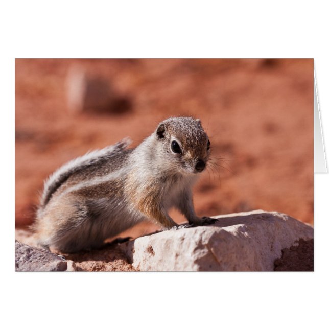 Hoffnungsvoller Blick (Vorderseite (Horizontal))