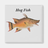 Hog Fish Fish Magnet (Vorne)