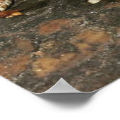 Hog Nose Snake Poster (Ecke)