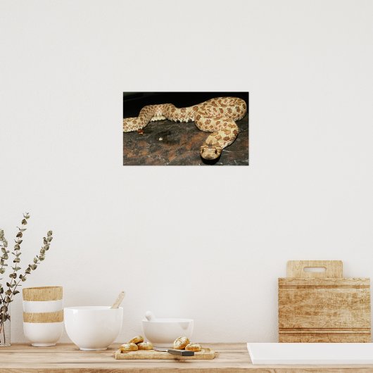 Hog Nose Snake Poster (Küche)