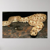 Hog Nose Snake Poster (Vorne)