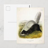 Hog-nosed Skunk (Texan Skunk) Audubons Quadrupeds Postkarte (Vorne/Hinten)