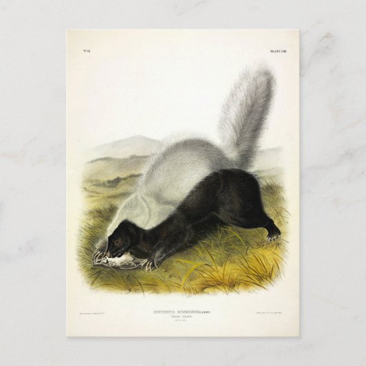 Hog-nosed Skunk (Texan Skunk) Audubons Quadrupeds Postkarte (Vorderseite)