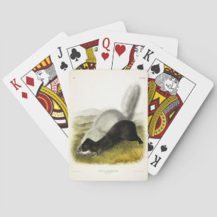 Hog-nosed Skunk (Texan Skunk) Audubons Quadrupeds Spielkarten