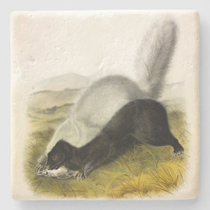 Hog-nosed Skunk (Texan Skunk) Audubons Quadrupeds Steinuntersetzer