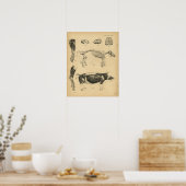 Hog Pig Skeleton Anatomy 1908 Vintag Print Poster (Küche)