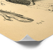 Hog Pig Skeleton Anatomy 1908 Vintag Print Poster (Ecke)