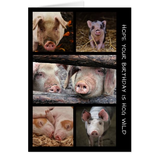 Hog Wild Pigs Birthday Card (Vorne)
