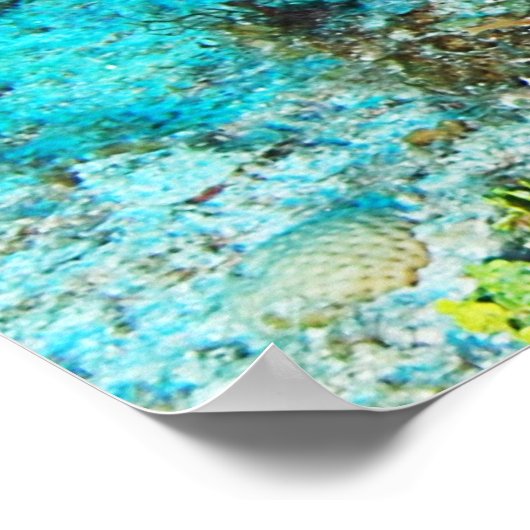 Hogfish Poster (Ecke)