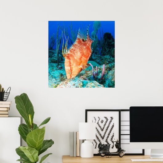Hogfish Poster (Heimbüro)