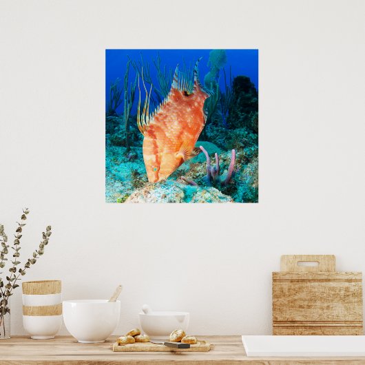 Hogfish Poster (Küche)