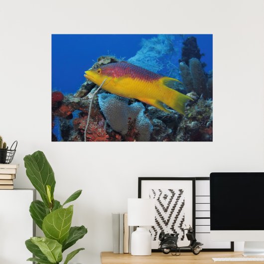 Hogfish Poster (Heimbüro)