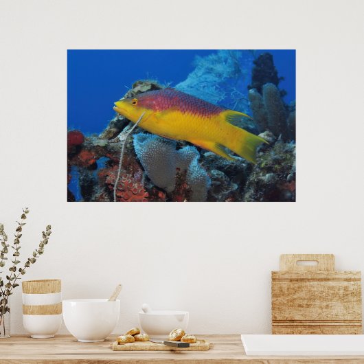 Hogfish Poster (Küche)