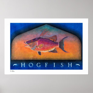 Hogfish Poster, Prints und Rahmen Poster