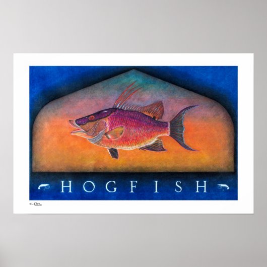 Hogfish Poster, Prints und Rahmen Poster (Vorne)