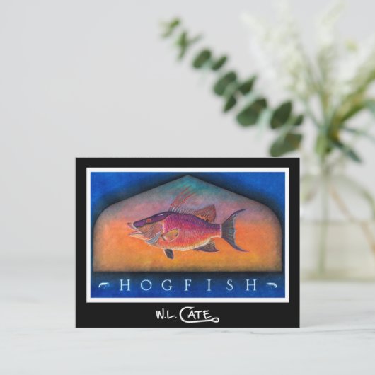 Hogfish Postkarten (Stehend Vorderseite)