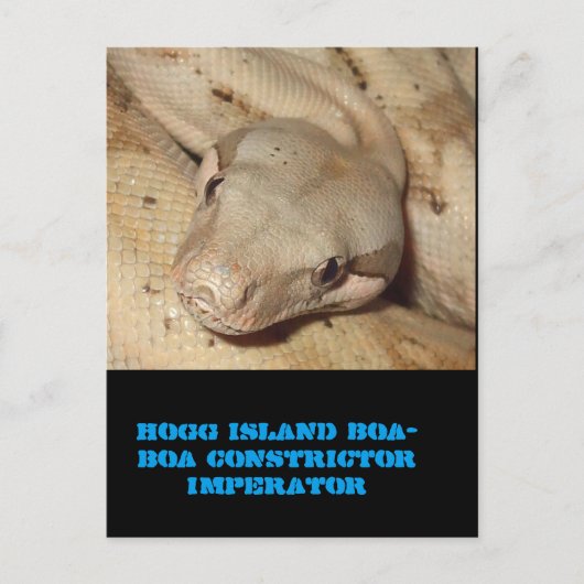 Hogg Island boa Postkarte (Vorderseite)